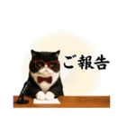 ぽっちゃり猫の実写風スタンプ(丁寧語)（個別スタンプ：32）