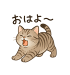 可愛いトラの日常（個別スタンプ：1）
