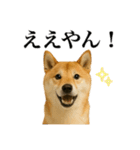 ゆる関西弁あにまるず（個別スタンプ：2）