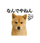 ゆる関西弁あにまるず（個別スタンプ：7）