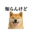 ゆる関西弁あにまるず（個別スタンプ：9）