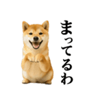 ゆる関西弁あにまるず（個別スタンプ：10）
