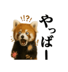 ゆる関西弁あにまるず（個別スタンプ：12）