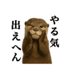 ゆる関西弁あにまるず（個別スタンプ：13）