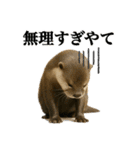 ゆる関西弁あにまるず（個別スタンプ：18）