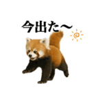 ゆる関西弁あにまるず（個別スタンプ：19）