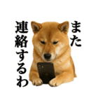 ゆる関西弁あにまるず（個別スタンプ：23）
