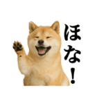 ゆる関西弁あにまるず（個別スタンプ：24）