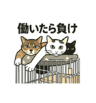 舐めプ猫（しらすさん家の保護猫たち3）（個別スタンプ：4）