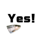 The annoyingRainbow trout（個別スタンプ：33）
