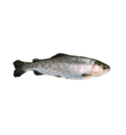 The annoyingRainbow trout（個別スタンプ：40）