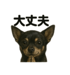 お祈りするチワワ【黒】（個別スタンプ：14）