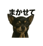 お祈りするチワワ【黒】（個別スタンプ：15）