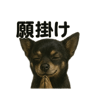 お祈りするチワワ【黒】（個別スタンプ：16）