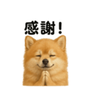 祈りするポメラニアン（個別スタンプ：2）