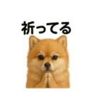 祈りするポメラニアン（個別スタンプ：3）