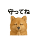 祈りするポメラニアン（個別スタンプ：9）