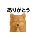 祈りするポメラニアン（個別スタンプ：10）