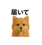 祈りするポメラニアン（個別スタンプ：11）
