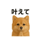 祈りするポメラニアン（個別スタンプ：12）
