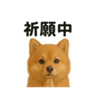祈りするポメラニアン（個別スタンプ：16）