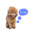 ぎんどん挨拶（個別スタンプ：1）