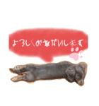 ぎんどん挨拶（個別スタンプ：3）
