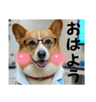 コーギーのゆうくん（個別スタンプ：11）