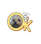 こまちとろこ。（個別スタンプ：1）