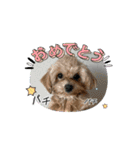 こまちとろこ。（個別スタンプ：8）