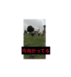 平均IQ下回ってるやつら（個別スタンプ：4）