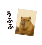 恋愛カップル 彼氏との会話用 動物スタンプ（個別スタンプ：10）