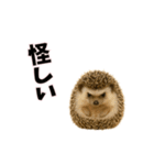 恋愛カップル 彼氏との会話用 動物スタンプ（個別スタンプ：11）