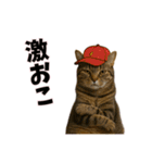 恋愛カップル 彼氏との会話用 動物スタンプ（個別スタンプ：14）