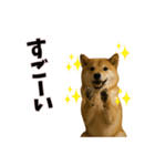 恋愛カップル 彼氏との会話用 動物スタンプ（個別スタンプ：18）