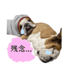 ブルドッグのじんあいfamily（個別スタンプ：3）
