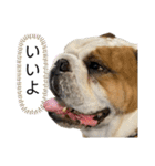 ブルドッグのじんあいfamily（個別スタンプ：5）