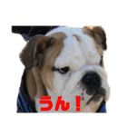 ブルドッグのじんあいfamily（個別スタンプ：9）