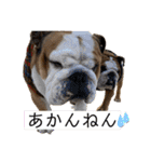 ブルドッグのじんあいfamily（個別スタンプ：18）
