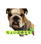 ブルドッグのじんあいfamily（個別スタンプ：21）