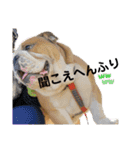 ブルドッグのじんあいfamily（個別スタンプ：22）