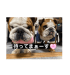 ブルドッグのじんあいfamily（個別スタンプ：23）