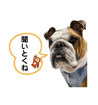 ブルドッグのじんあいfamily（個別スタンプ：25）