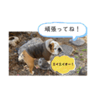 ブルドッグのじんあいfamily（個別スタンプ：26）