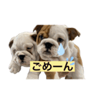 ブルドッグのじんあいfamily（個別スタンプ：28）
