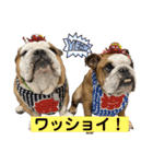 ブルドッグのじんあいfamily（個別スタンプ：31）