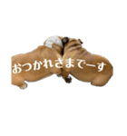 ブルドッグのじんあいfamily（個別スタンプ：39）