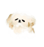 うろ覚えシーズー（個別スタンプ：19）