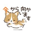愛犬☆コーギーdeごあいさつ☆敬語入り（個別スタンプ：19）
