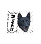みかんの動く挨拶（個別スタンプ：2）